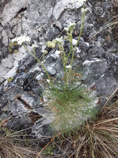 Seseli leucospermum, photographed by Martin Scheuch