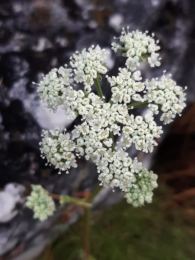 Seseli leucospermum, photographed by Martin Scheuch