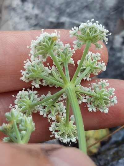 Seseli leucospermum, photographed by Martin Scheuch