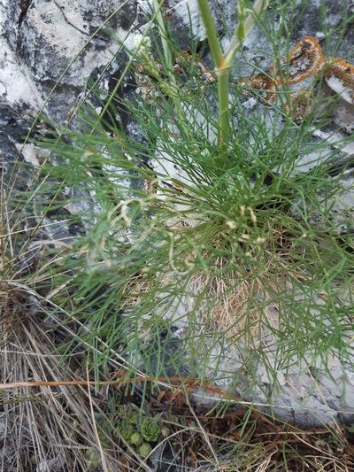 Seseli leucospermum, photographed by Martin Scheuch