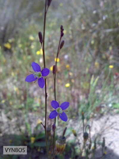 Heliophila digitata, photographed by Chris Vynbos