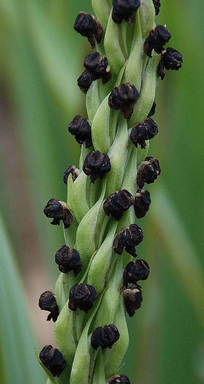 Corycium nigrescens, photographed by Andrew Hankey