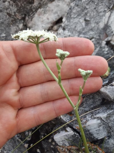 Seseli leucospermum, photographed by Martin Scheuch