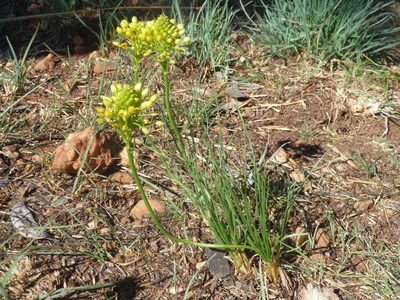 Bulbine capitata, photographed by Andrew Hankey
