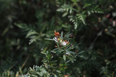 Trifolium lupinaster, photographed by Нурхайдарова Татьяна
