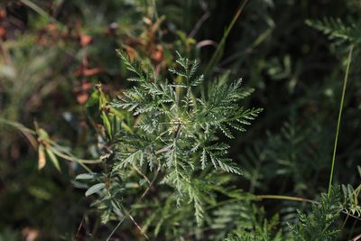 Artemisia gmelinii, photographed by Нурхайдарова Татьяна