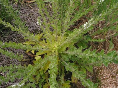 Anarrhinum duriminium, photographed by José Luis Camaño
