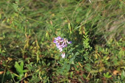 Vicia amoena, photographed by Нурхайдарова Татьяна