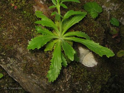 Anarrhinum duriminium, photographed by José Luis Camaño