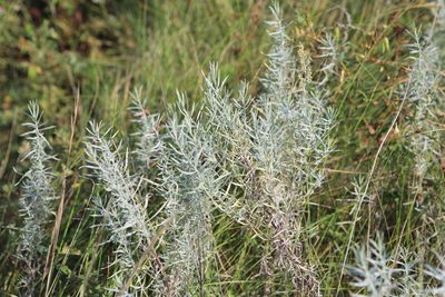 Artemisia glauca, photographed by Нурхайдарова Татьяна
