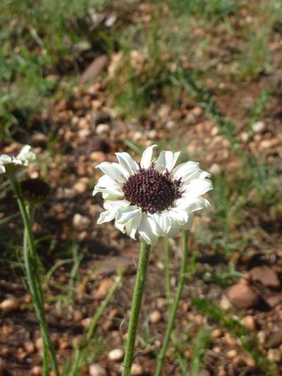 Callilepis leptophylla, photographed by Andrew Hankey