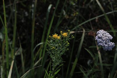 Galatella biflora, photographed by Нурхайдарова Татьяна