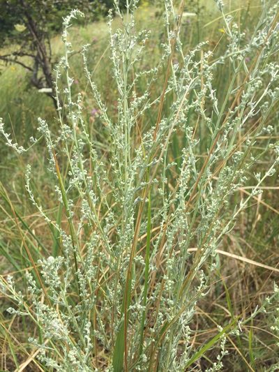 Artemisia marschalliana, photographed by Елена Патерикина