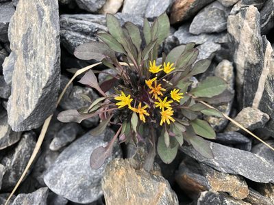 Askellia pygmaea, photographed by Jason Grant