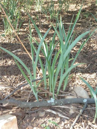Chlorophytum bowkeri, photographed by Andrew Hankey