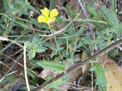Goodenia heterophylla, photographed by prossington
