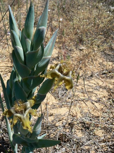 Ferraria divaricata, photographed by Jacques van der Merwe