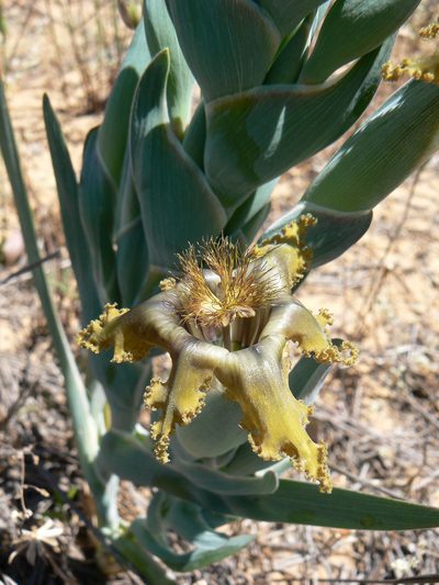 Ferraria divaricata, photographed by Jacques van der Merwe