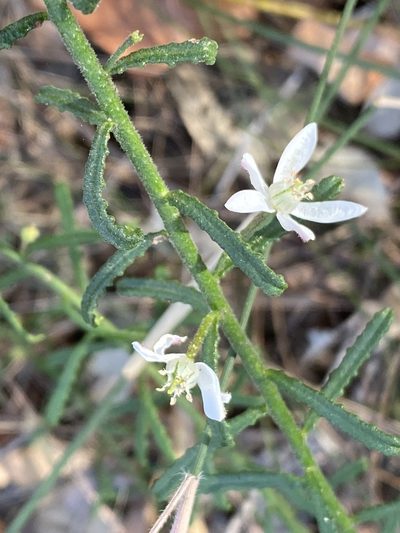 Philotheca hispidula, photographed by prossington