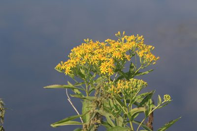 Senecio sarracenicus, photographed by Нурхайдарова Татьяна