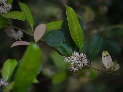 Chionanthus mala-elengi, photographed by Dinesh Valke