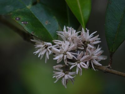 Chionanthus mala-elengi, photographed by Dinesh Valke