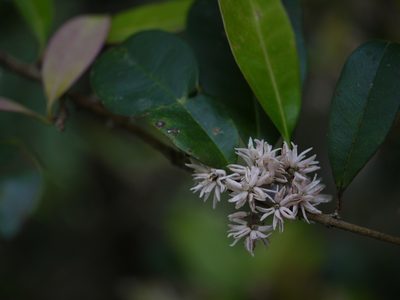 Chionanthus mala-elengi, photographed by Dinesh Valke