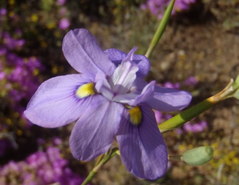 Moraea bipartita, photographed by Nicola van Berkel
