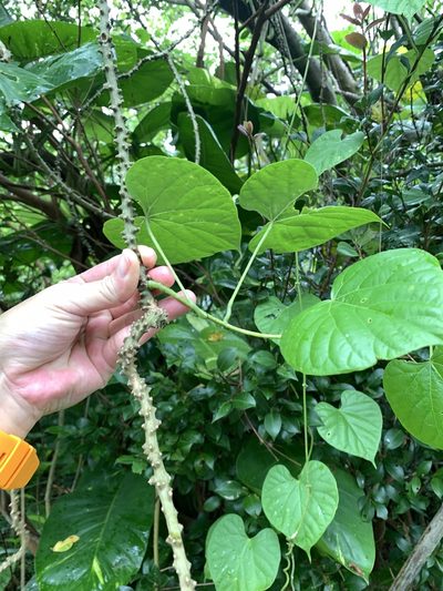 Tinospora crispa, photographed by 呂一起(Lyu yi-chi)