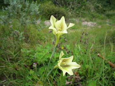 Gladiolus tristis, photographed by Di Turner