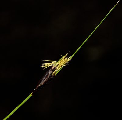 Ptilothrix deusta, photographed by Tony Eales