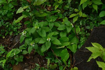 Leucas deodikarii, photographed by S.MORE