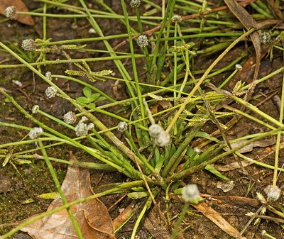 Eriocaulon scariosum, photographed by Tony Eales