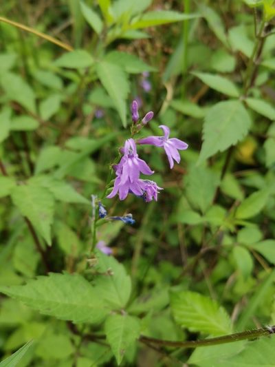 Lobelia urens, photographed by Roland Godon