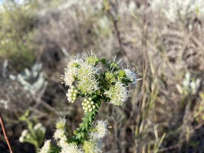 Agathosma apiculata, photographed by Justin Ponder