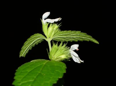 Leucas deodikarii, photographed by S.MORE