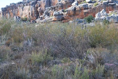 Leucadendron concavum, photographed by Charles Stirton