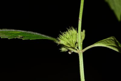 Leucas deodikarii, photographed by S.MORE