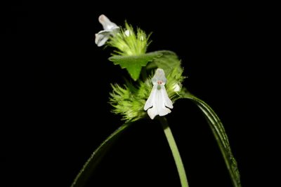 Leucas deodikarii, photographed by S.MORE