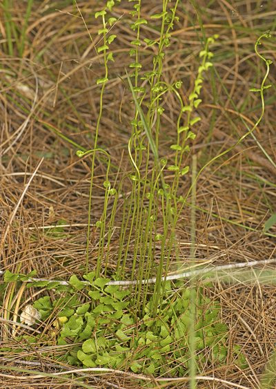 Lindsaea dimorpha, photographed by Tony Eales