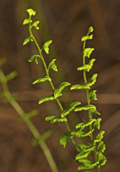 Lindsaea dimorpha, photographed by Tony Eales
