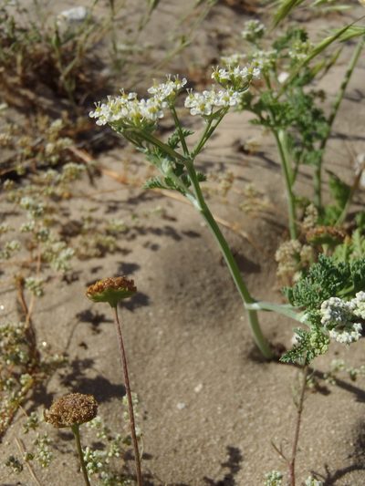 Capnophyllum africanum, photographed by Nicola van Berkel