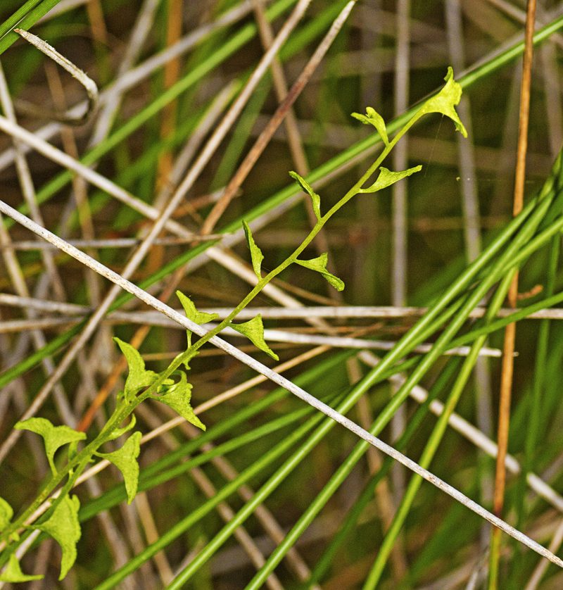 Lindsaea dimorpha, photographed by Tony Eales