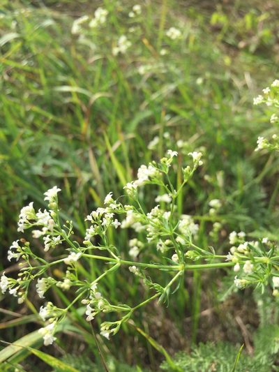Galium octonarium, photographed by Елена Патерикина