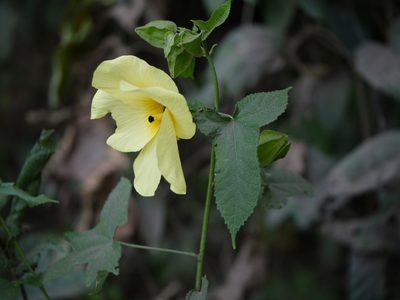 Abelmoschus angulosus, photographed by Dinesh Valke