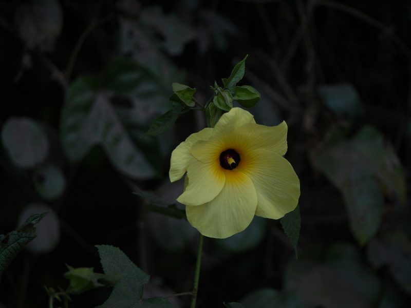 Abelmoschus angulosus, photographed by Dinesh Valke