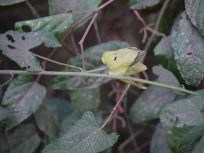 Abelmoschus angulosus, photographed by Dinesh Valke