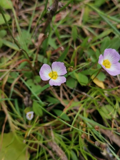 Baldellia ranunculoides, photographed by Roland Godon