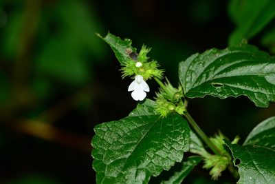 Leucas deodikarii, photographed by S.MORE