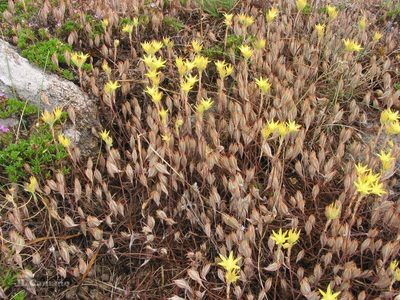 Petrosedum pruinatum, photographed by José Luis Camaño